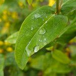 Hypericum hircinum Foglia