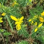 Ulex minor Flors