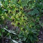 Ophrys apifera عادت