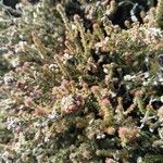 Erica galioides Flor
