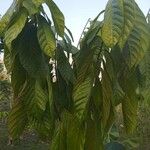 Theobroma cacao Leaf