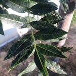 Fraxinus angustifolia Deilen