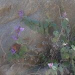 Nepeta ciliaris Habit