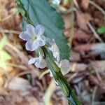 Stachytarpheta cayennensis 花