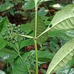 Psychotria leptophylla Owoc