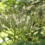 Arnoglossum atriplicifolium Flors