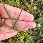 Conopodium marianum Feuille