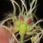 Clematis ligusticifolia Flower