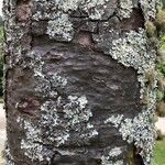Araucaria angustifolia Corteza