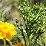 Eriophyllum confertiflorum Fleur