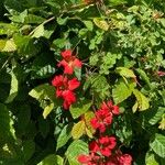 Tropaeolum pentaphyllum Flor