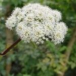 Angelica sylvestris ᱵᱟᱦᱟ