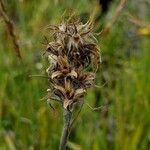 Goodenia glomerata Ostalo