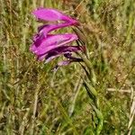 Gladiolus imbricatus Хабит