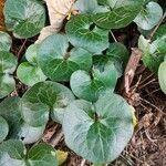 Asarum europaeum Fuelha