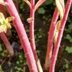 Euphorbia palustris Кора