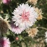 Cyanus segetum Flower