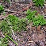 Lycopodium dendroideum Blatt