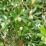 Pittosporum crassifolium Φρούτο