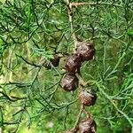 Cupressus lusitanica Fruchs