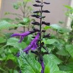 Salvia guaranitica Blomma