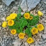 Adonis distorta Çiçek