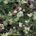 Galium valentinum Other