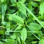 Ageratina riparia Folha