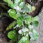 Antennaria plantaginifolia Levél