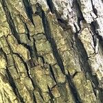 Salix nigra Bark