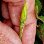 Ipomoea obscura Blüte