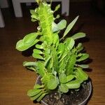 Euphorbia trigona Fulla