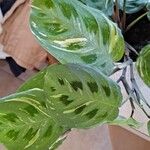 Maranta leuconeuraLeaf