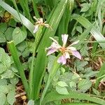 Iris foetidissima 形態