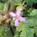 Erodium laciniatum Blomma