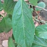 Diospyros lotus Leaf