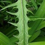 Crepis biennis Leaf