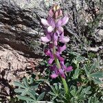 Lupinus hispanicus 形态