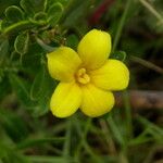 Chrysojasminum fruticans Flower