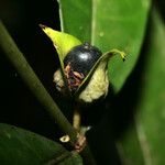 Faramea guianensis Ovoce