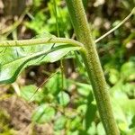 Andryala integrifolia Lubje