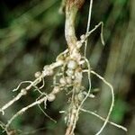 Medicago scutellata Fruto