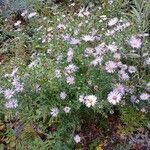 Symphyotrichum novi-belgii Habitus