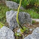 Orostachys spinosa Hábito