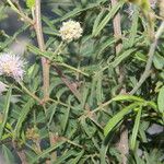 Mimosa asperata Habitatea