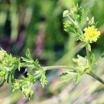 Potentilla supina 花