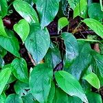 Rhaphidophora hongkongensis برگ