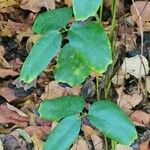 Mucuna pruriens Leaf