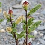 Salix caesia Habit