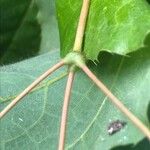 Epimedium alpinum പുറംതൊലി